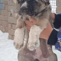 ماده سرابی|سگ|هشترود, |دیوار