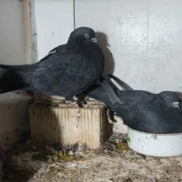 ی جفت مهر زاغ سودار نرو ماده تازه کبوتر