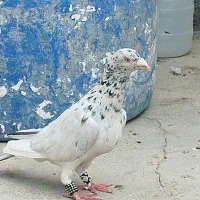 کبوتر