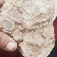 سنگ فسیل و شهاب سنگ مریخی|جواهرات|رباط‌کریم, رباط‌کریم|دیوار