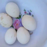 تخم مرغ برهما|حیوانات مزرعه|مهریز, |دیوار