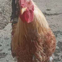 خروس محلی کوردی