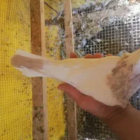 طوقی اجری خال سرکه ای نر|پرنده|سنندج, |دیوار