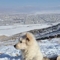 توله سگ|حیوانات|شیروان (خراسان), |دیوار