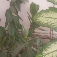 گلی طبیعی|گل و گیاه طبیعی|یاسوج, |دیوار