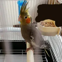 جوجه عروس هلندی باهوش