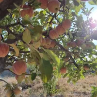 باغ‌شهری کودیان ۱۵۰۰متر سند تک‌برگ|فروش زمین و ملک کلنگی|شیراز, کودیان|دیوار