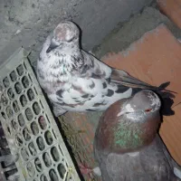 کبوتر پرشی ساعتی