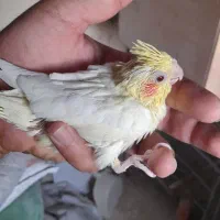 جوجه عروس هلندی سرلاکی