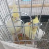 جفت طوطی مولد|پرنده|شوشتر, |دیوار