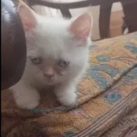 گربه پرشین ۲ماهه ماده ردپوینت گوش کرم