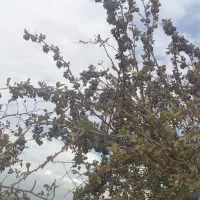 نهال زرشک سیاه بی دانه (تیل)|خدمات باغبانی و درختکاری|تسوج, |دیوار