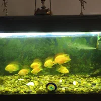 ماهی پرت و بوفالو|ماهی|اصفهان, شهید رجایی|دیوار