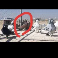 گمشده بی زحمت آگهی رو بخون|حیوانات|مشهد, رسالت|دیوار