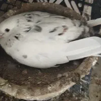 کبوتر