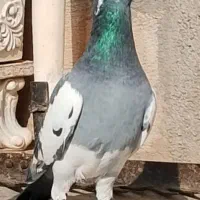 کبوتر پلاکی طوقی کفتر