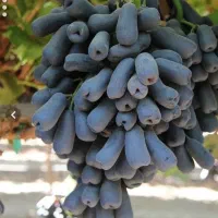 فروش ویژه نهال انگور مستقیم از کشاورز