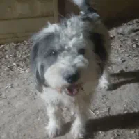 سگ پاپی|سگ|فلارد, |دیوار