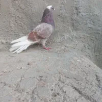 شازده پرش سنکین