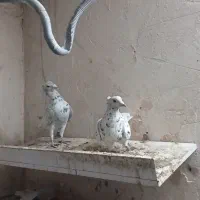 کفتر جفتگاه