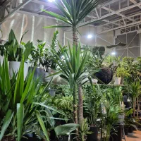 یوکا|گل و گیاه طبیعی|مشهد, شهرک صنعتی توس|دیوار