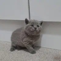 گربه بریتیش بلو و بلو پوینت