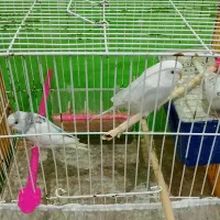 مرغ عشق