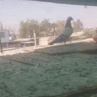 کفتر پلاکی وبهبهونی فسا|پرنده|شیراز, شهرک مدرس|دیوار