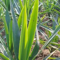 یوکا ریشه دار