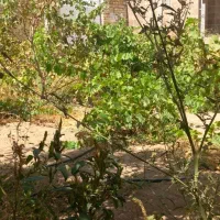 خانه ویلایی|فروش خانه و ویلا|دشتابی, |دیوار