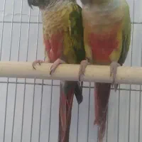 یک جفت طوطی گرینچیک