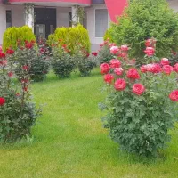باغبانی