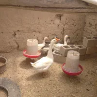 فروش فوری غاز وقوغاز