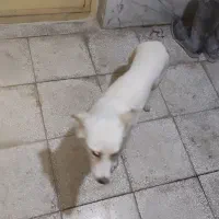 یک سگ پیدا شده اگر برای کسیه پیام بده