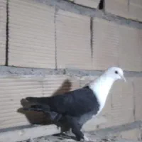 کفتر صید معاوضه