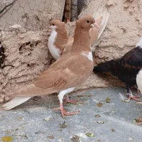 کفتر رنگه جوجه و جوانه ساده زرد کربلایی کرواتی موش