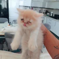 واگذاری بچهگربه با شرایط نگهداری مناسب