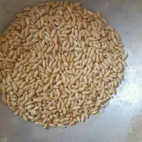 گندم دیم برای فروش