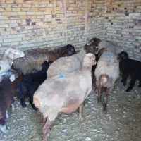 ۶راس میش زاییده با مشتری کنار میام قیمت توافقی