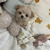 توله سگ اپارتمانی پودی مودی