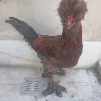 خروس سلطان