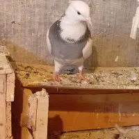 دوتاکفترگرفتنی