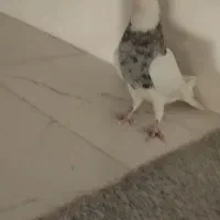 طوقی نر الماسی|پرنده|لردگان, |دیوار