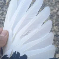پلنگ ماده