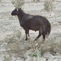 قوچ میش رون