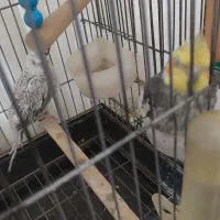 عروس هلندی نرو ماده