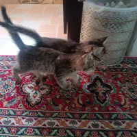 واگذاری حیوانات