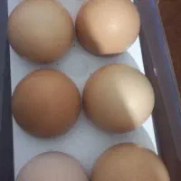 تخم مرغ محلی