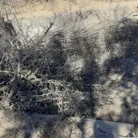 چوب خشک عناب وتوت .|لوازم جانبی حیوانات|بیرجند, |دیوار