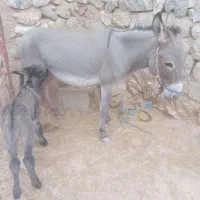 خر ماده